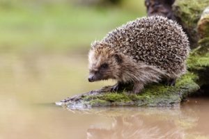 Hedgehog