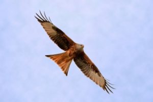 Red Kite